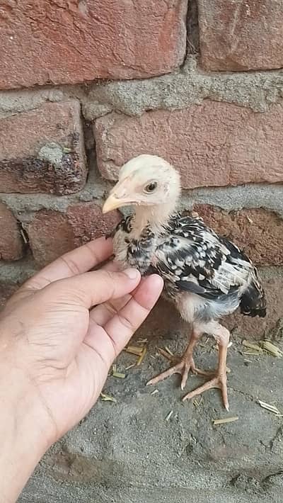 aseel for sale