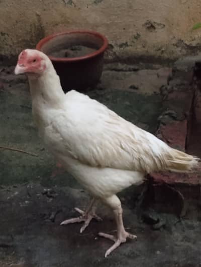 *Aseel heera pair Golden chicks| female/ Golden male*
