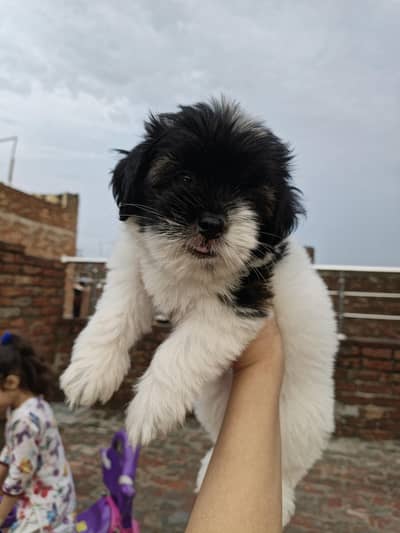 Shihtzu Puppy