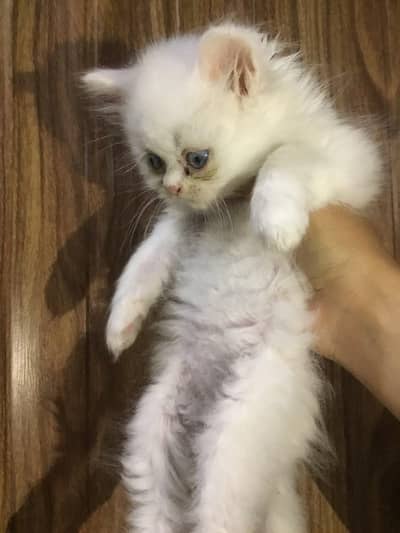 persian cat