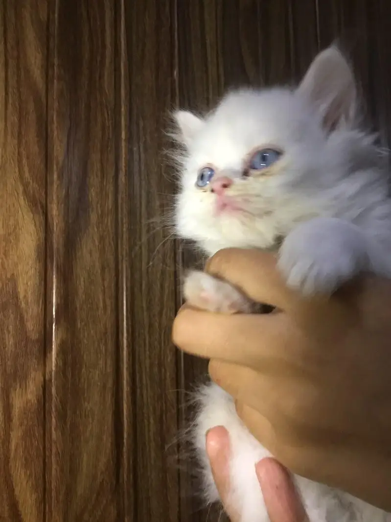persian cat — photo 2