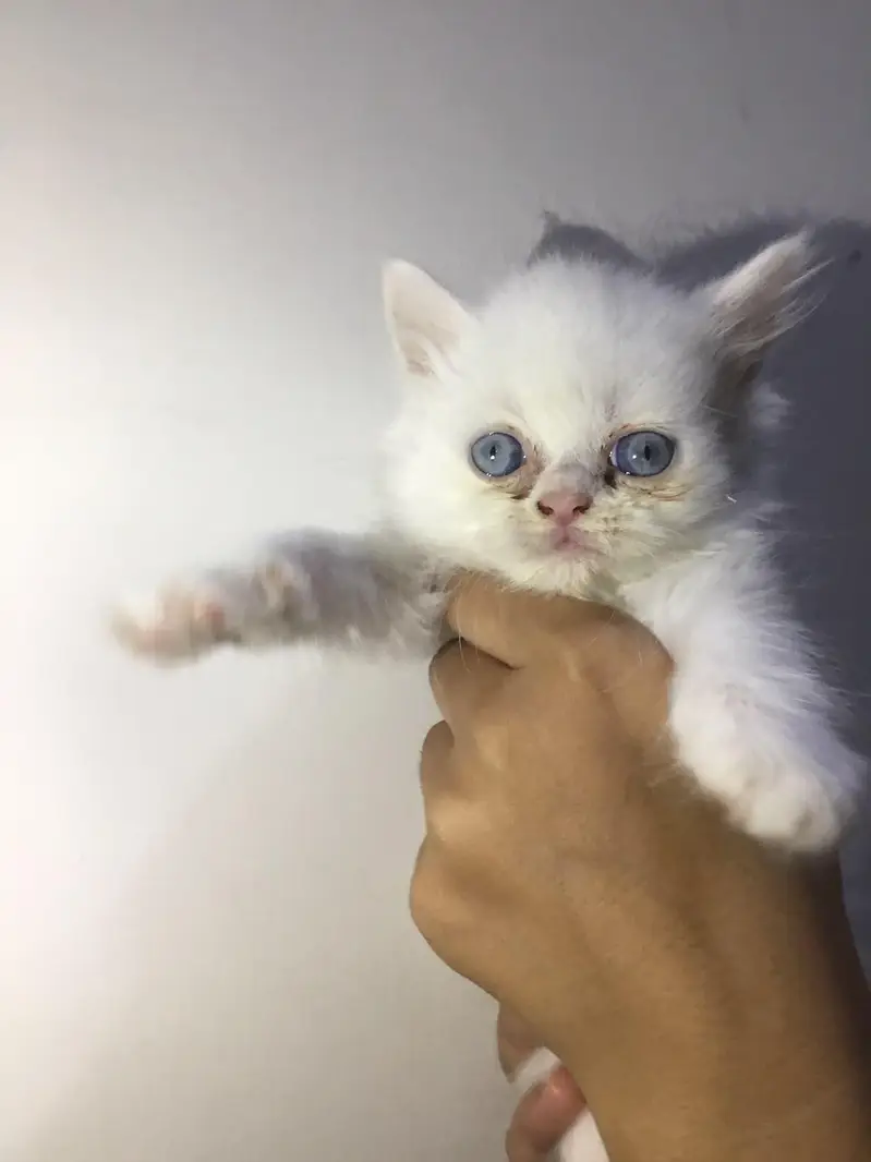 persian cat — photo 3