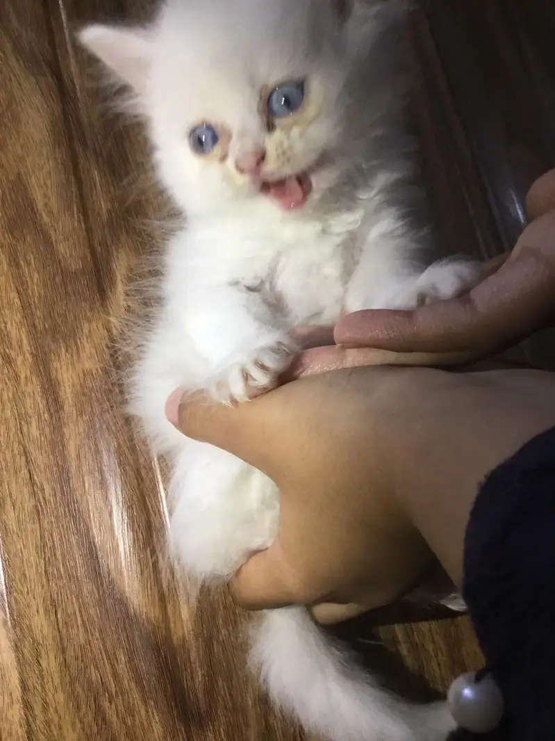 persian cat — photo 4