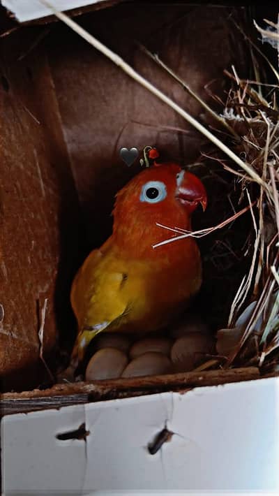 love bird yellow and green pair