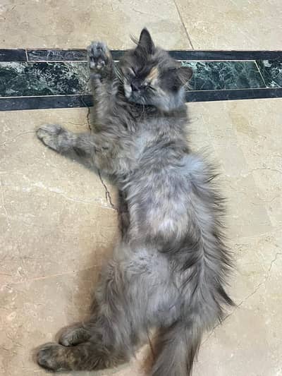 grey Persian cat