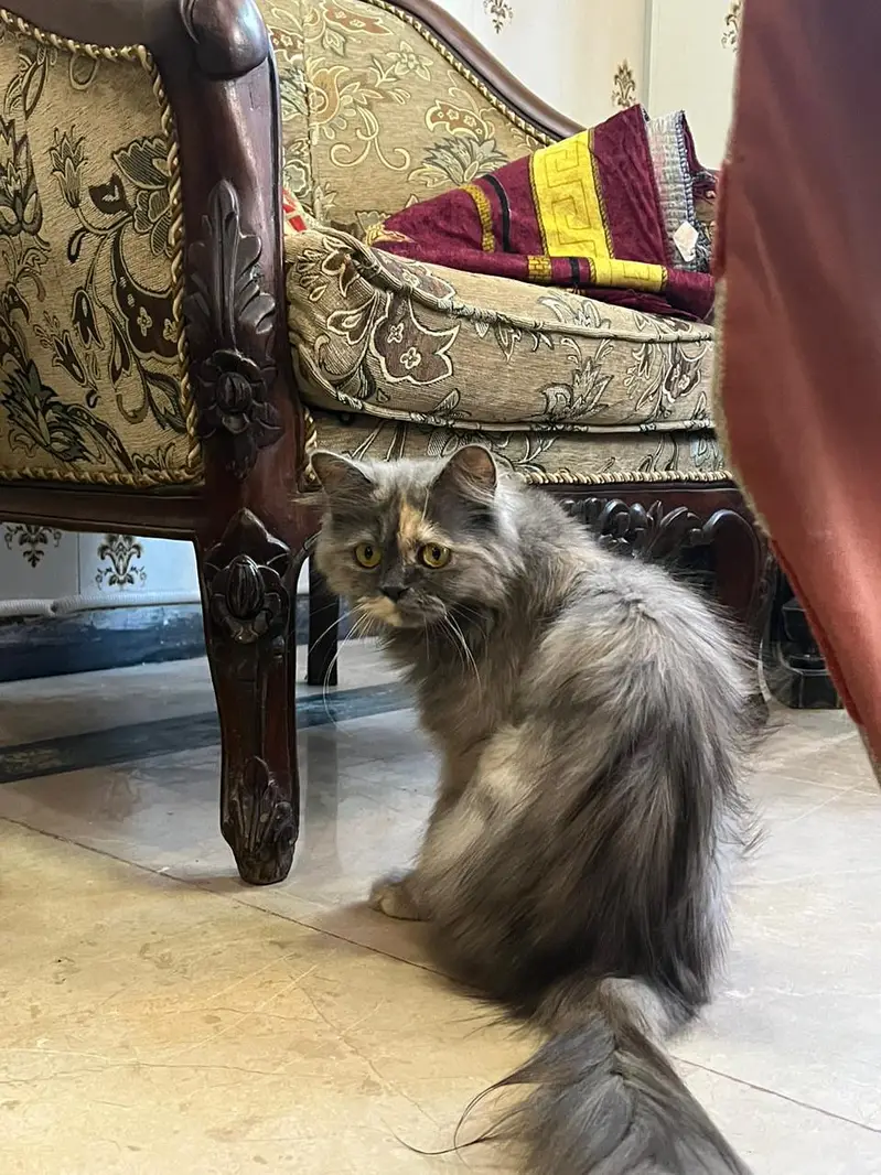 grey Persian cat — photo 2