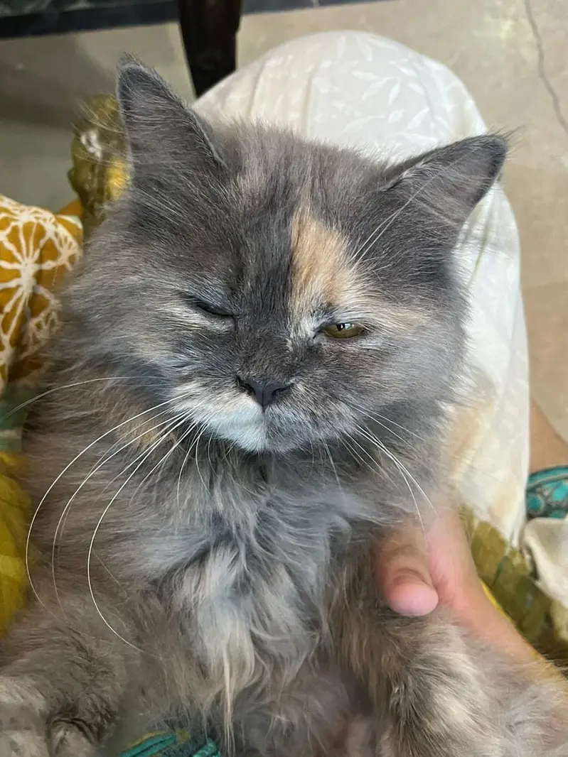 grey Persian cat — photo 3