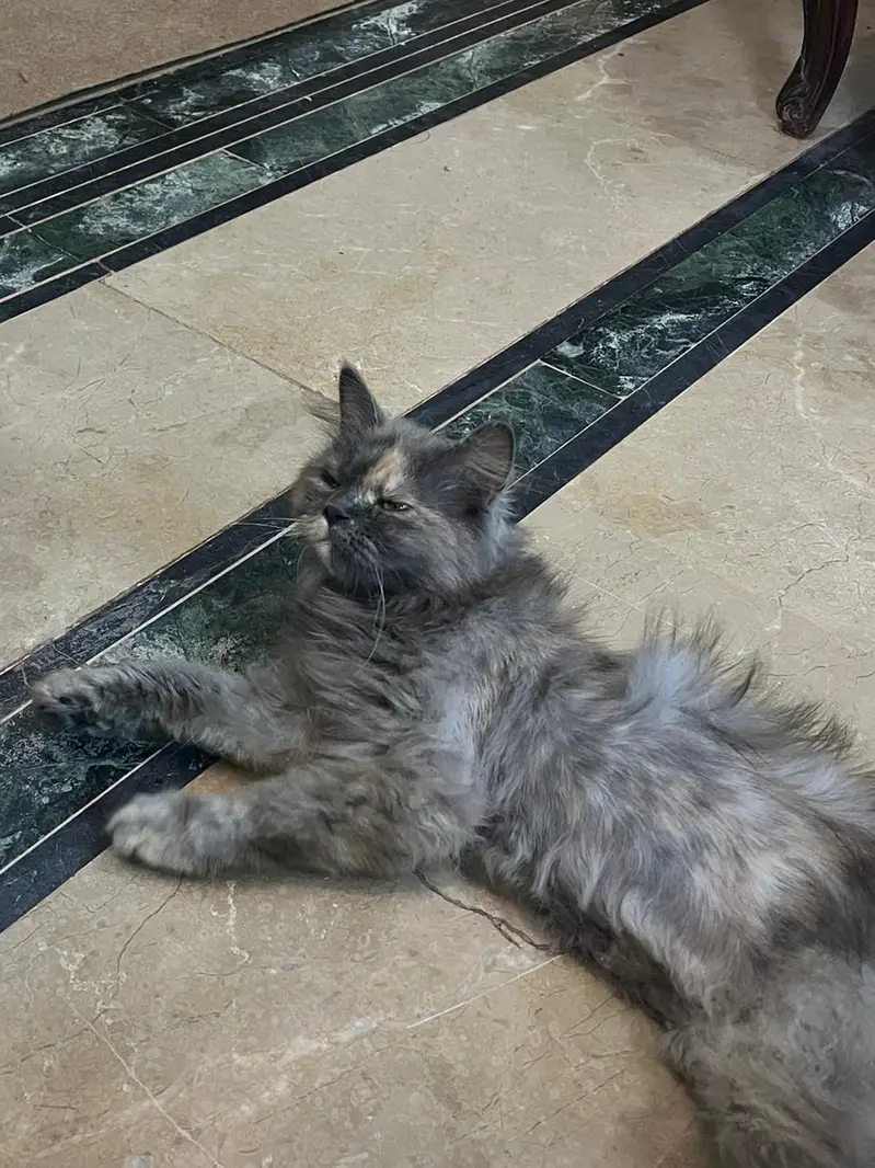 grey Persian cat — photo 4
