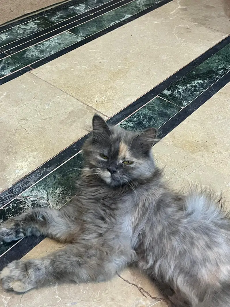 grey Persian cat — photo 5