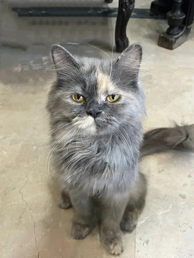 grey Persian cat — photo 6