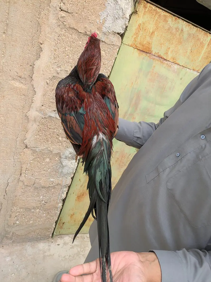 Pure Mianwali Aseel — photo 3