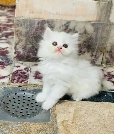 (Persian female kitten) (for sale all) (Pakistan delivery available)
