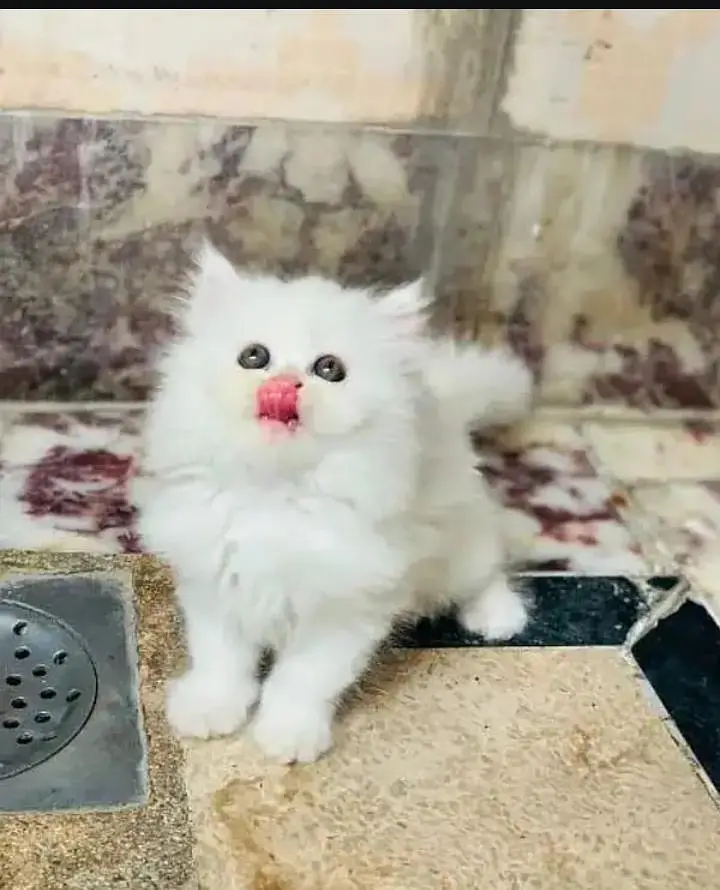 (Persian female kitten) (for sale all) (Pakistan delivery available) — photo 2
