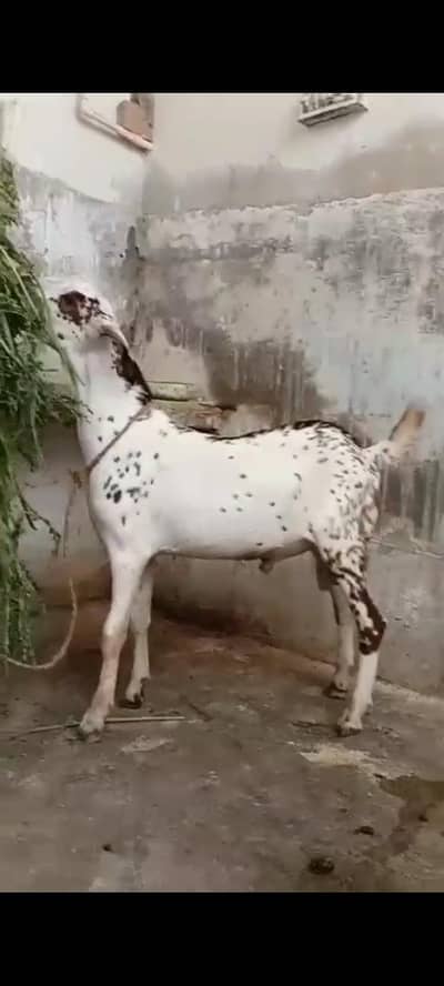 tapra munda cheena bakra