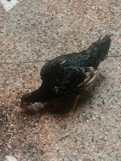 aseel black murgia or chicks