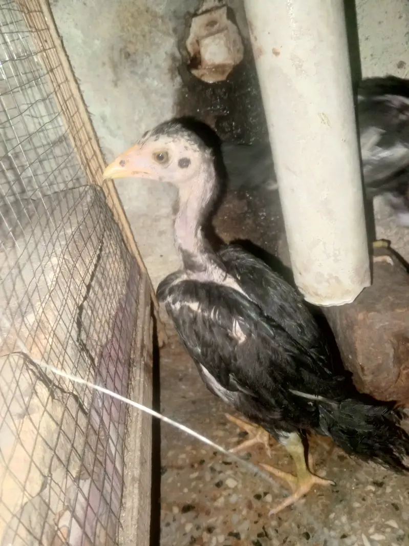 aseel black murgia or chicks — photo 3