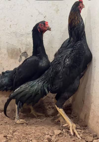 Pure Black German Shamo | Black Breeder| Shamo German |Asil Shamo| مرغ