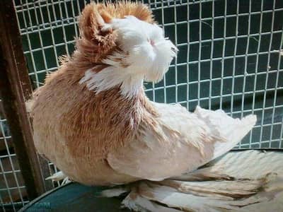 Bukhara male and pigeon for sale temporated