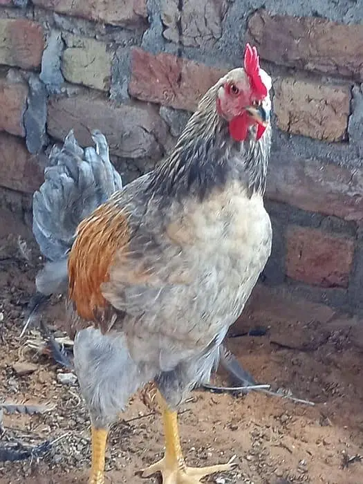 Golden misri for sall 309 male onle — photo 2