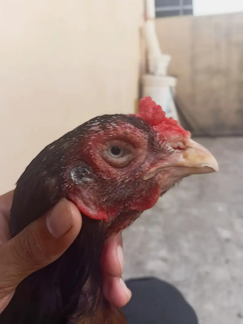 khalis line aseel murgi 2800 garm mora ha 4 ring eyes ma ha.  Exchange — photo 3