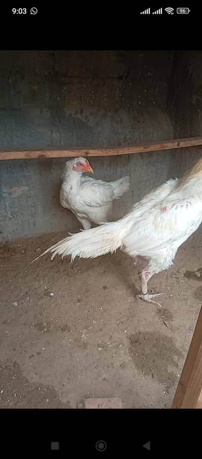 original heera hens pair