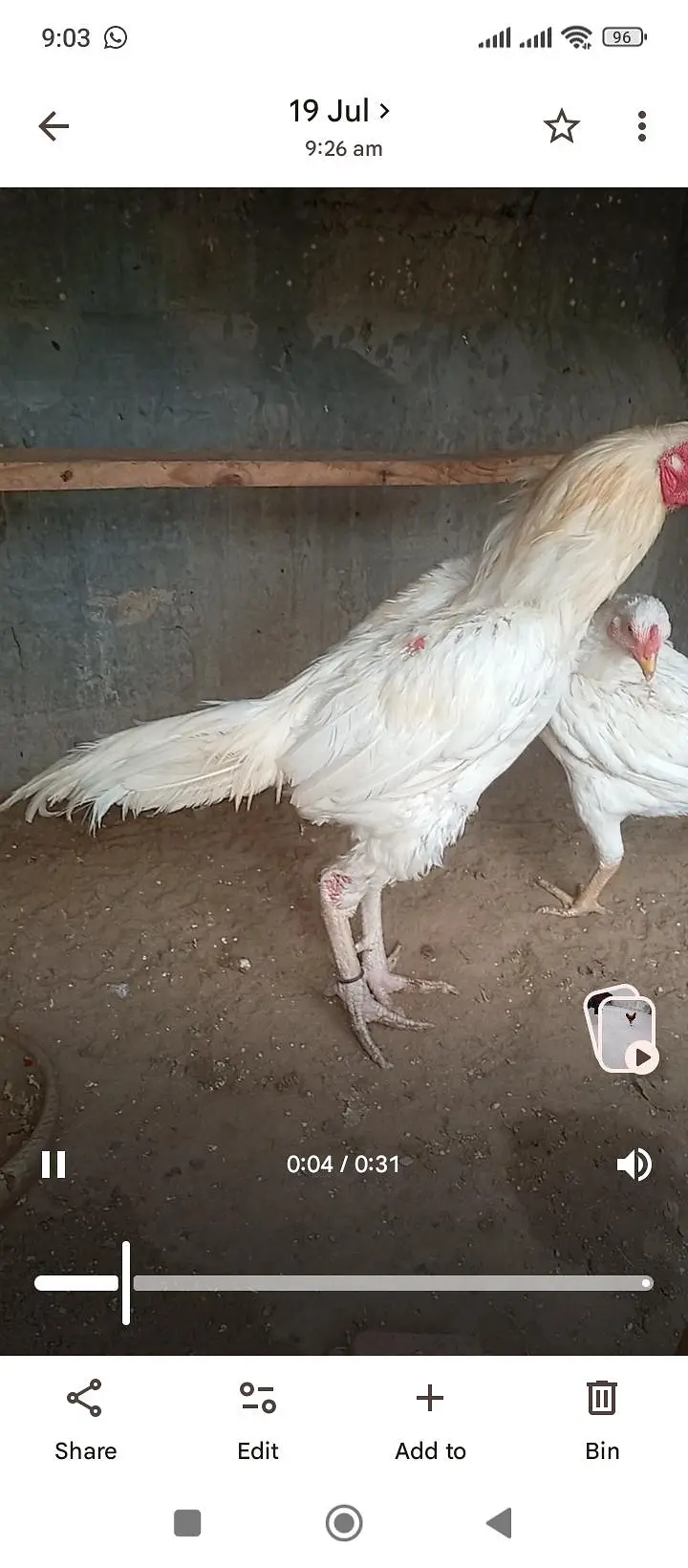 original heera hens pair — photo 2