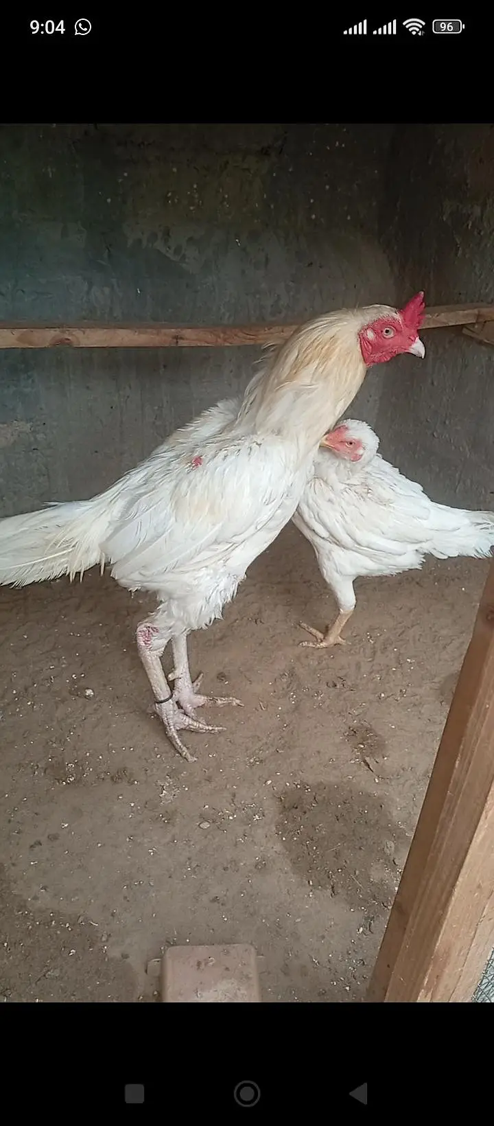 original heera hens pair — photo 3