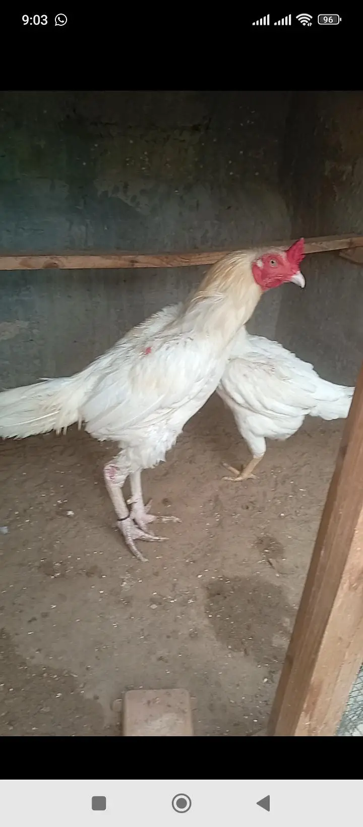 original heera hens pair — photo 4