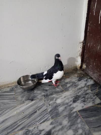 white & black pigeon