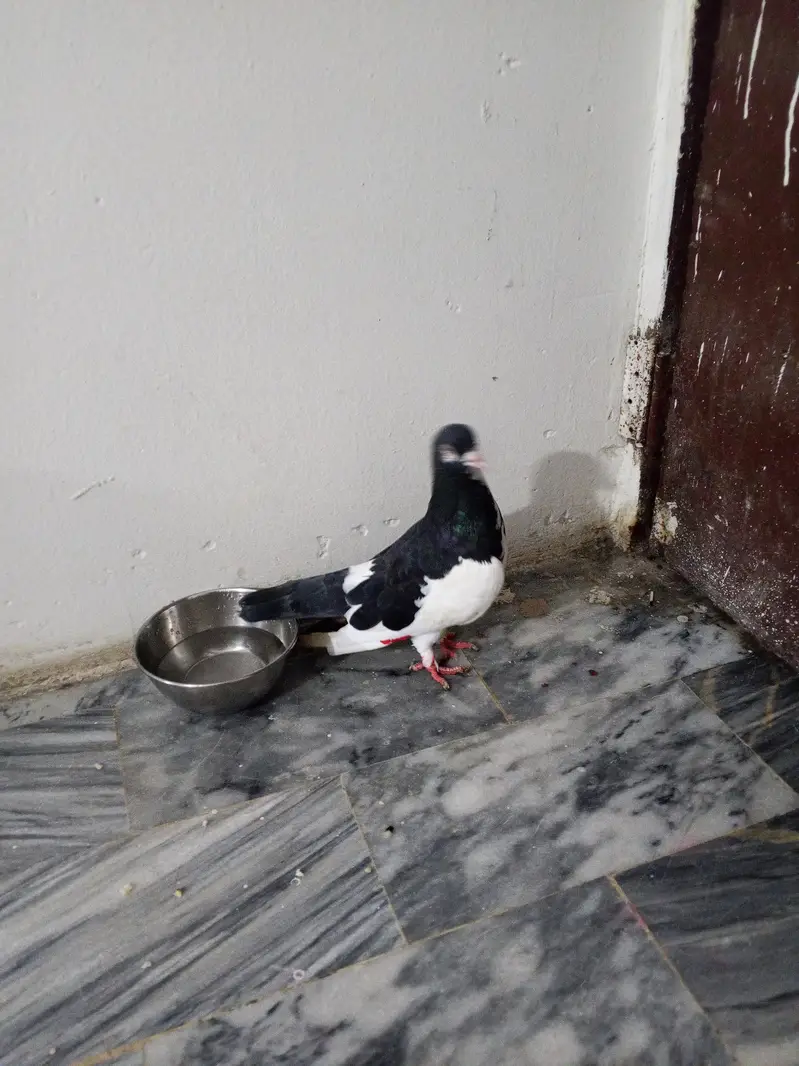 white & black pigeon