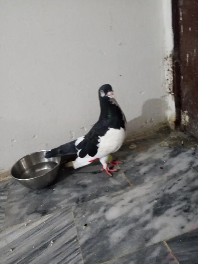 white & black pigeon — photo 2