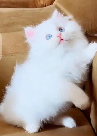(Persian female kitten) (for sale all) (Pakistan delivery available)