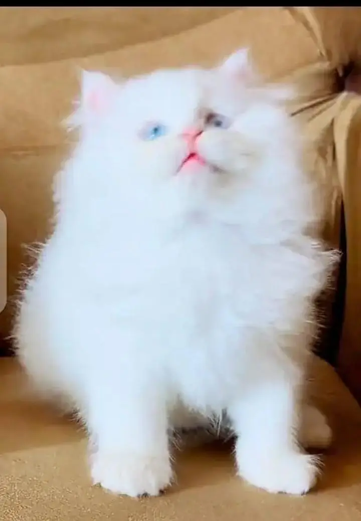 (Persian female kitten) (for sale all) (Pakistan delivery available) — photo 2