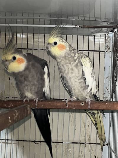 Grey cockatiel with breeding history