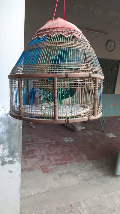 Black hen