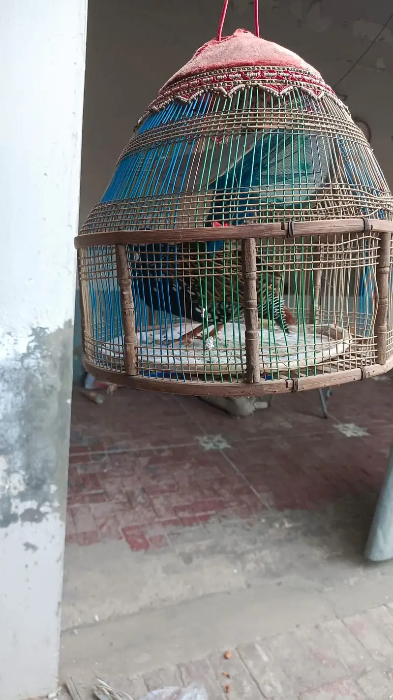 Black hen — photo 2