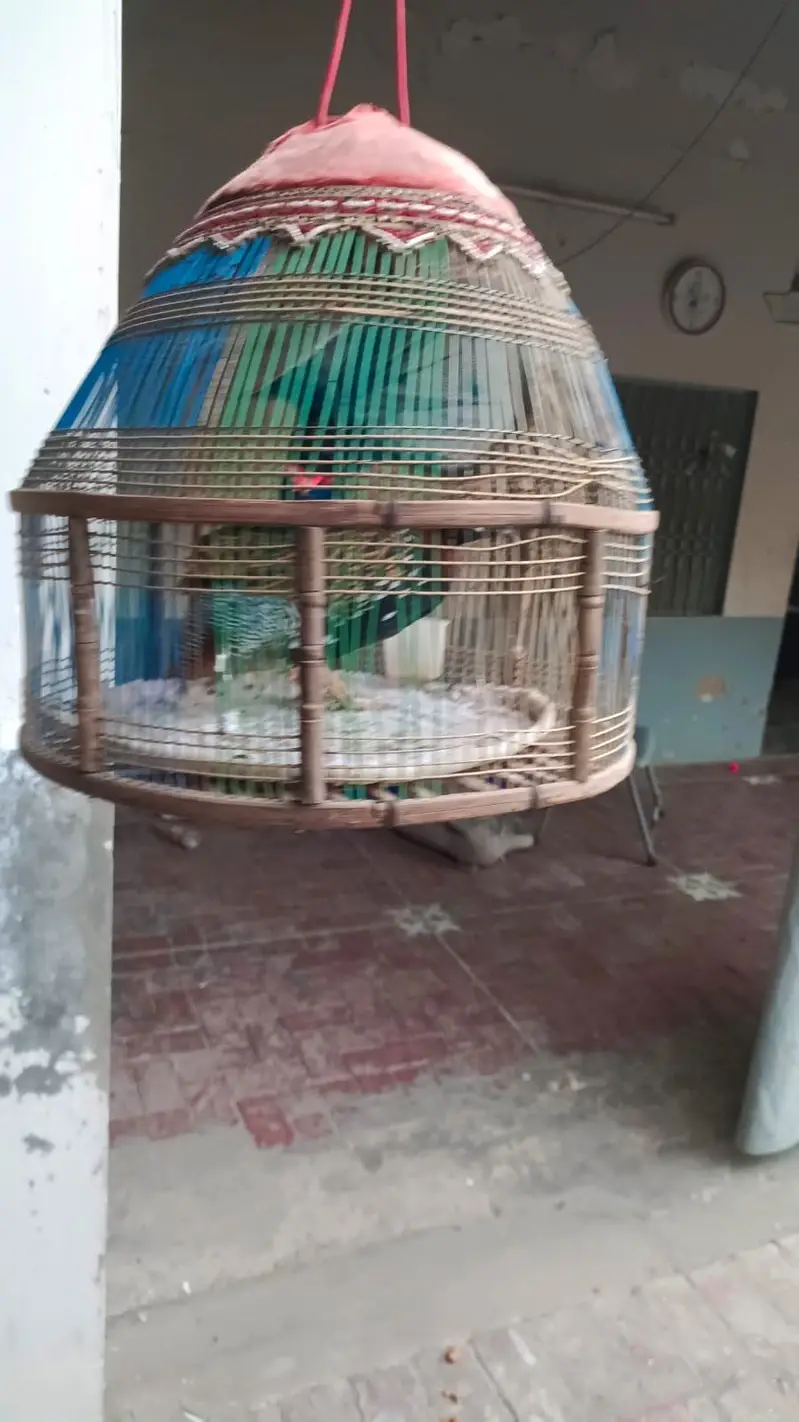 Black hen — photo 3