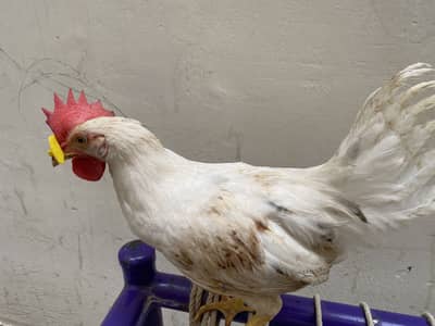 Murgha for sale