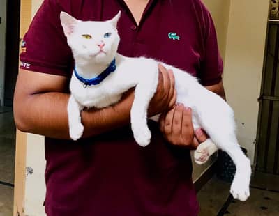 Diamond eyes cat for sell