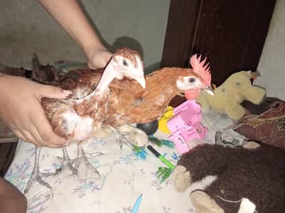 I sale 4 month age chicken . and one big pair۔