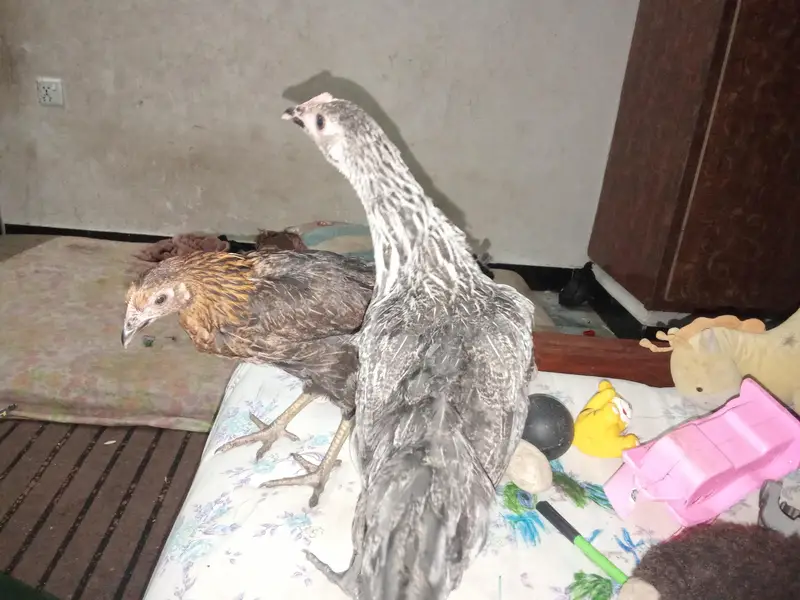 I sale 4 month age chicken . and one big pair۔ total 6 chicken — photo 2