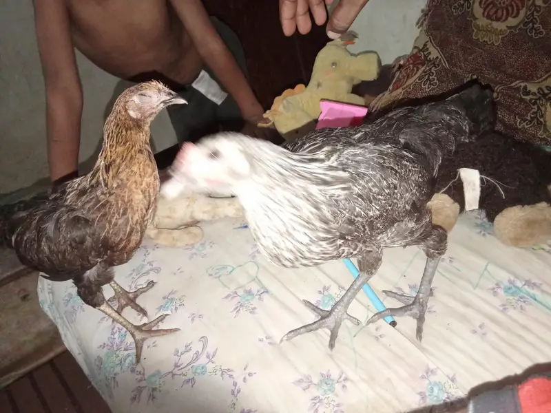 I sale 4 month age chicken . and one big pair۔ total 6 chicken — photo 3