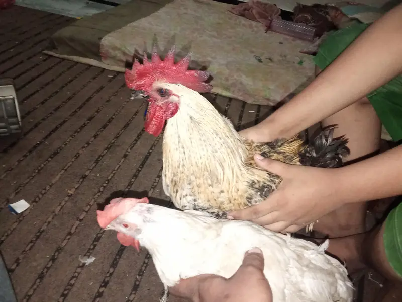 I sale 4 month age chicken . and one big pair۔ total 6 chicken — photo 4