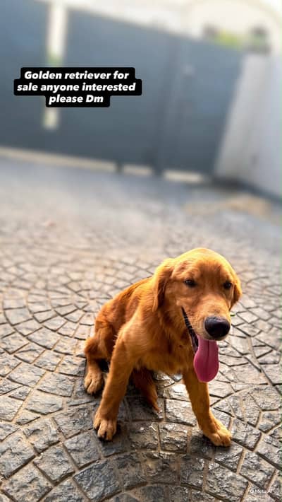 Golden retriever male for sale