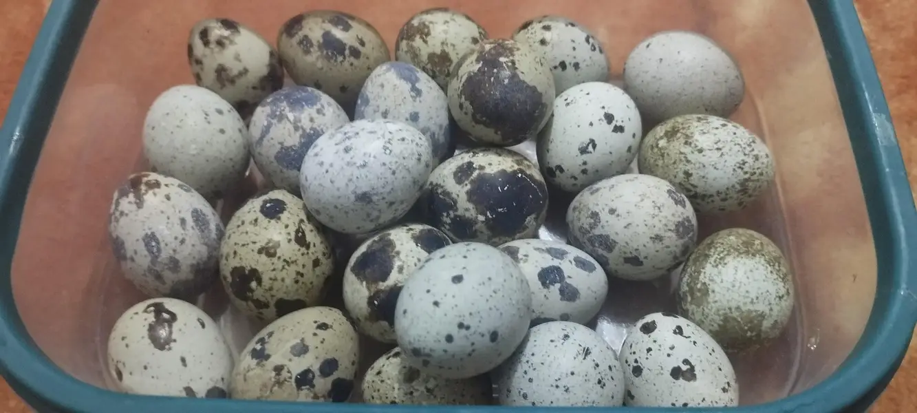 quail (btair)fertile eggs