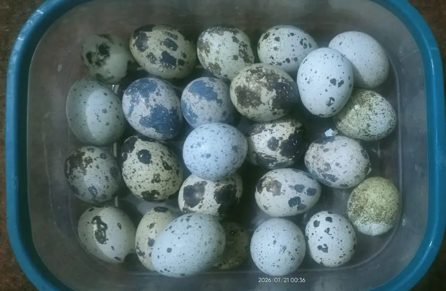 quail (btair)fertile eggs — photo 2