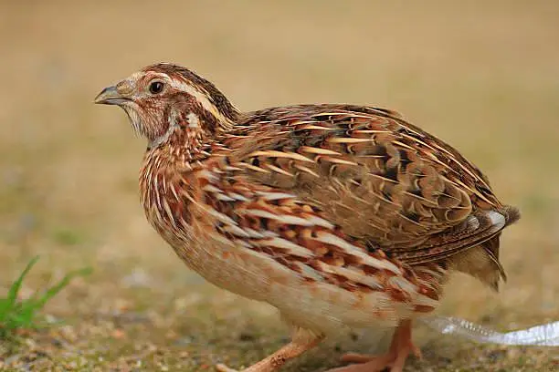 quail (btair)fertile eggs — photo 3