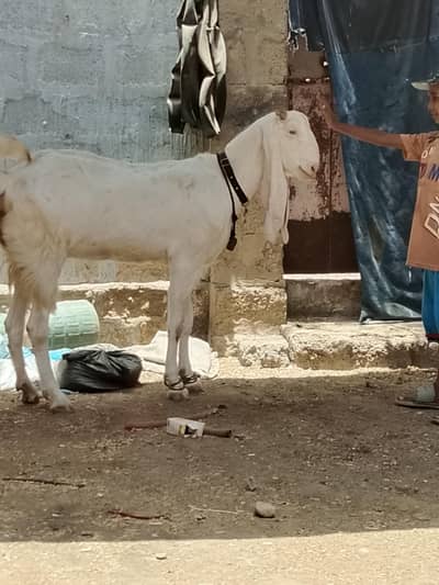 gulabi 6 dant