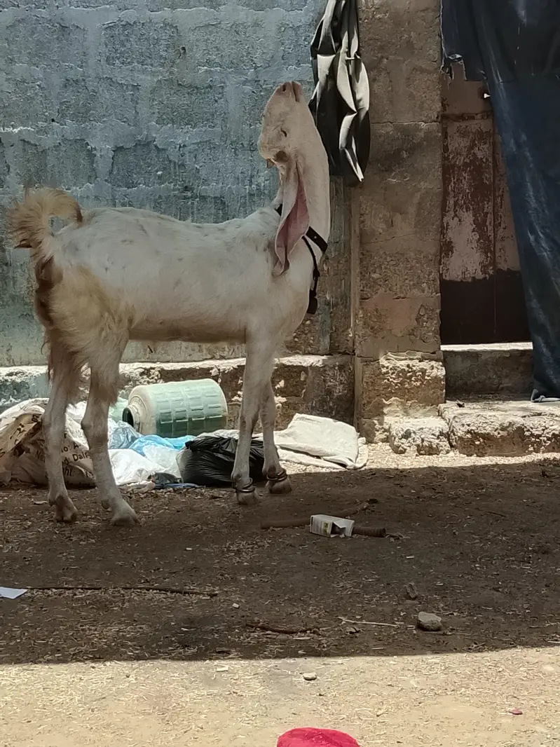 gulabi 6 dant — photo 2