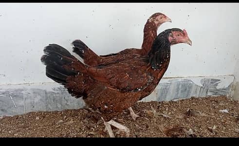 desi hens